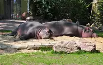 Flusspferde im K�lner Zoo aalen sich in der Sonne - 03.08.2010