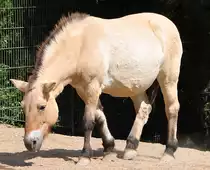 Przewalskipferd im K�lner Zoo - 03.08.2010