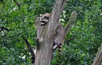 Waschb�r mit hohem Ausblick auf die Besucher im K�lner Zoo - 03.08.2010