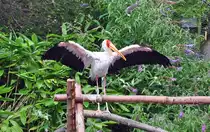 Afrikanischer Nimmersatt im K�lner Zoo - 03.08.2010