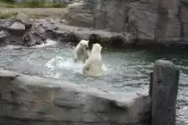 Zwei Eisb�ren beim Kampf.