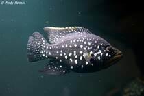 Bleekers Madagaskarbarsch