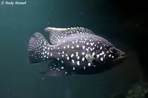 Bleekers Madagaskarbarsch