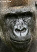 Westlicher Flachlandgorilla