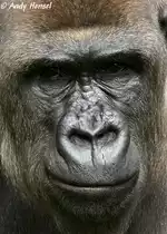 Westlicher Flachlandgorilla