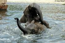 Junge afrikanische Elefanten