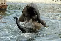 Junge afrikanische Elefanten