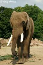 Afrikanischer Elefant