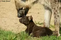 Morgentoilette bei der fast 2 Monaten jungen T�pfelhy�ne