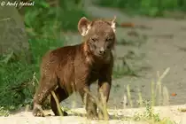 Am 15.08.2010 wird diese kleine T�pfelhy�ne 2 Monate alt.