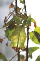 Wandelndes Blatt (Phyllium sp.) am 10.3.2010 im Privaten Museum in Berlin-Marienfelde.