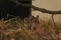 Kreta-Stachelmaus (Acomys minous) am 10.3.2010 im Privaten Museum in Berlin-Marienfelde.
