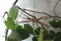 M�nnliche(grau) Malaiische Riesengespenstschrecke (Heteropteryx dilatata) am 10.3.2010 im Privaten Museum in Berlin-Marienfelde.