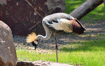 Grauer Kronenkranich (mit  einem Bein ) - 03.08.2010