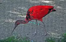Roter Sichler (Gattung Stelzvogel, Ibisse) - 03.08.2010