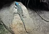 Blauer Felsenleguan auf gro�em Stein - 03.08.2010