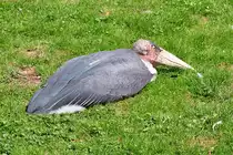 Afrikanischer Marabu, bei Mister H�sslichkeitswahl Chance auf 1. Platz,
sonnt sich auf der Wiese - 03.08.2010 