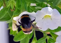 Hummel auf (in) wei�er Bl�te - 19.07.2010