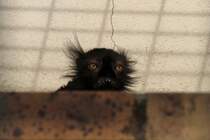 Mnnlicher Mohrenmaki (Eulemur macaco) schaut aus seinem Versteck. Orangerie Strasbourg am 18.3.2010.