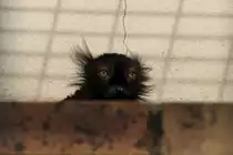 M�nnlicher Mohrenmaki (Eulemur macaco) schaut aus seinem Versteck. Orangerie Strasbourg am 18.3.2010.