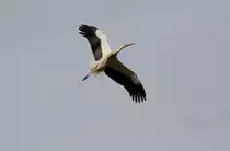Wei�storch beim Landeanflug. Orangerie in Strasbourg am 18.3.2010.