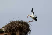 Wei�storch bei der Landung. Orangerie in Strasbourg am 18.3.2010.