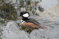 Kappensger (Mergus cucullatus) am 19.3.2010 im Zoo Basel.