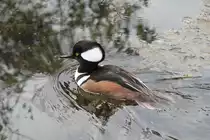 Kappens�ger (Mergus cucullatus) am 19.3.2010 im Zoo Basel.