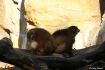 2 Rotbauch-Makis. Die Art wird als „gef�hrdet“ gef�hrt.