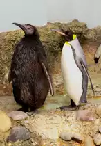 Bei den K�nigspinguinen (Aptenodytes patagonicus) scheint sogar der Nachwuchs gr��er als die Eltern zu sein. Zoo Basel am 19.3.2010.