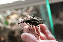 Peru-Stabschreckenp�rchen oder Samtschrecken (Peruphasma schultei) am 10.3.2010 im Privaten Museum in Berlin-Marienfelde.