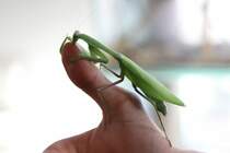 Ghana-Gottesanbeterin (Sphodromantis lineola) am 10.3.2010 im Privaten Museum in Berlin-Marienfelde.

