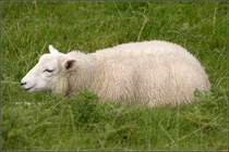 Deichschaf (Ovis orientalis aries) in Eckwarderh�rn (Niedersachsen).