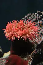 Die Fischfressende Seedahlie (Urticina piscivora) ist eine Seeanemone aus dem Nord�stlichen Pazifik.