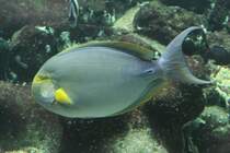 Gelbflossen-Doktorfisch (Acanthurus xanthopterus) am 19.3.2010 im Aquarium des Zoos Basel. 