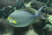 Gelbflossen-Doktorfisch (Acanthurus xanthopterus) am 19.3.2010 im Aquarium des Zoos Basel. 