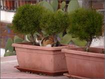 Schattiges Pl�tzchen f�r eine Katze auf Malta.