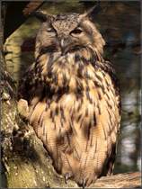 Ein Uhu (Bubo bubo) im Wildgatter des Stadtforstes Uelzen.