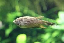 Hong Kong-Makropode (Macropodus hongkongensis) am 19.3.2010 im Zooaquarium Basel.