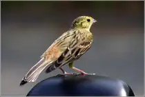Eine Goldammer (Emberiza citrinella) hat sich einen Autospiegel als Warte ausgew�hlt.