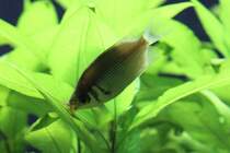 Kssender Gurami (Helostoma temminkii) beim Kssen. Zoo Basel am 19.3.2010.