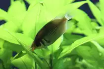 K�ssender Gurami (Helostoma temminkii) beim K�ssen. Zoo Basel am 19.3.2010.