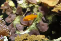 Gelbe Korallengrundel (Gobiodon okinawae) am 19.3.2010 im Zooaquarium Basel.