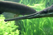 Maul eines Langschnauzigen Knochenhechtes (Lepisosteus osseus) am 19.3.2010 im Aquarium des Baseler Zoos.