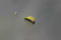 Prachtflossensauger (Sewellia lineolata) am 19.3.2010 im Zooaquarium Basel.