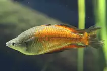 M�nnlicher Parkinsons Regenbogenfisch (Melanotaenia parkinsoni) am 19.3.2010 im Zooaquarium Basel.