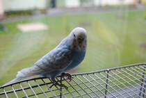 Noch ein Bild von Peterle.