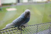 Noch ein Bild von Peterle.