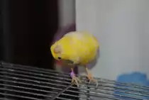 Kanarienvovogel  Merlin 
