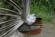 R�ckseite eines Blauen Pfaus (Pavo cristatus) w�hrend des Aufrichtens seines Rades. Leintalzoo am 22.6.2010.
